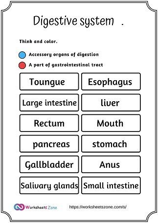 Digestive system organs worksheet