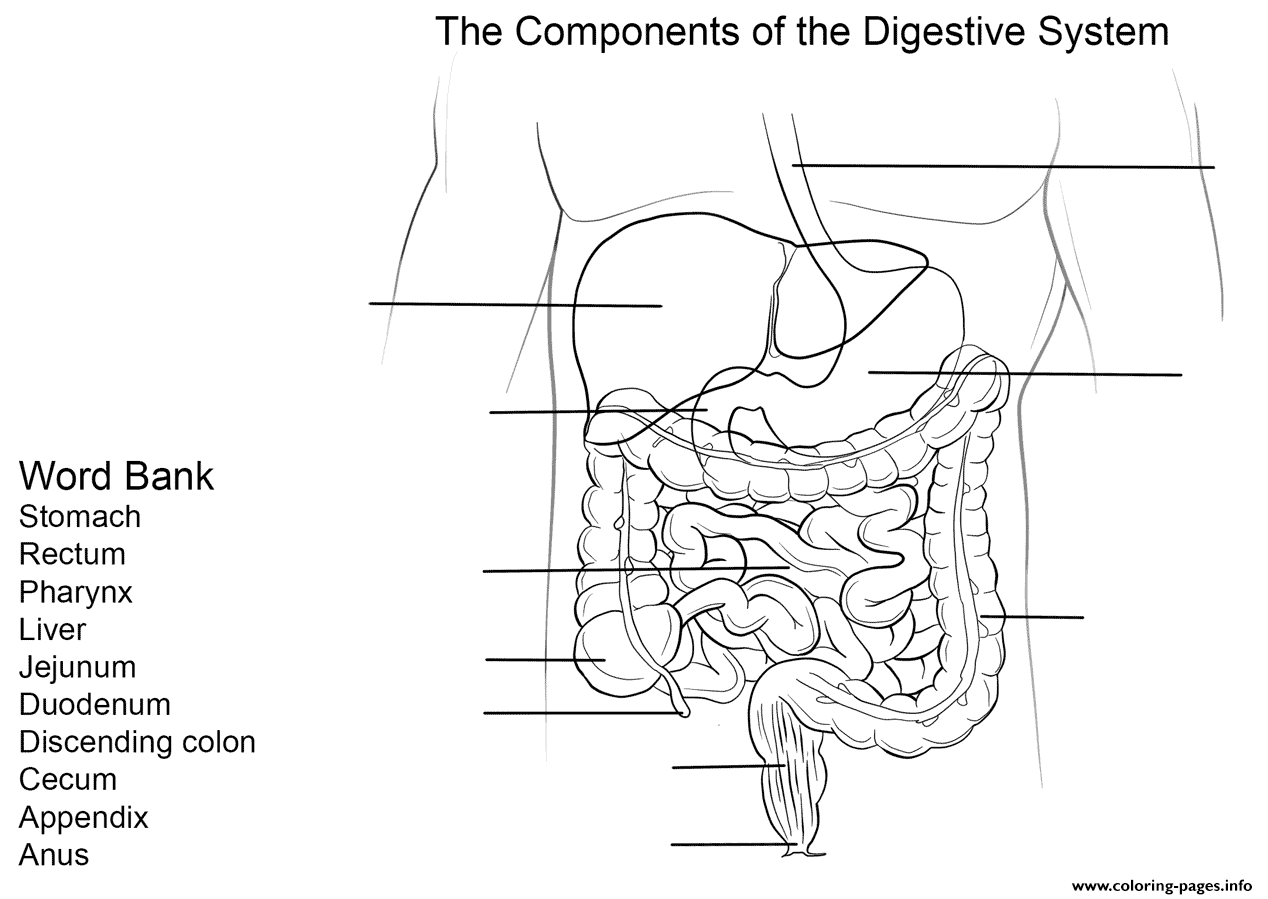 Digestive system worksheet coloring page printable
