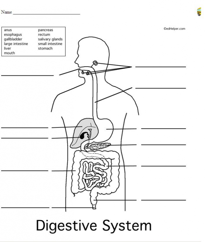 Human digestive system diagram worksheets