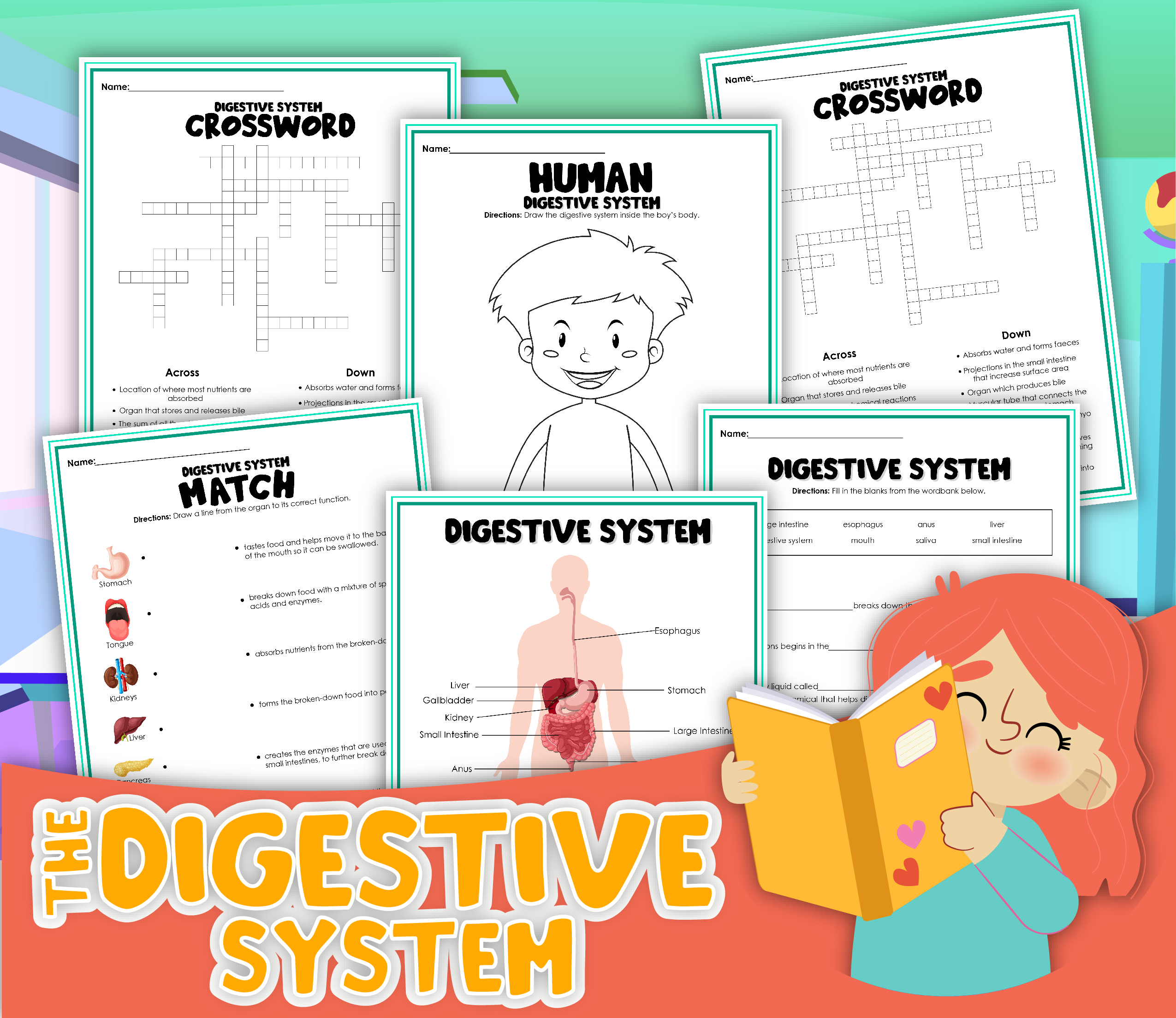 The digestive system