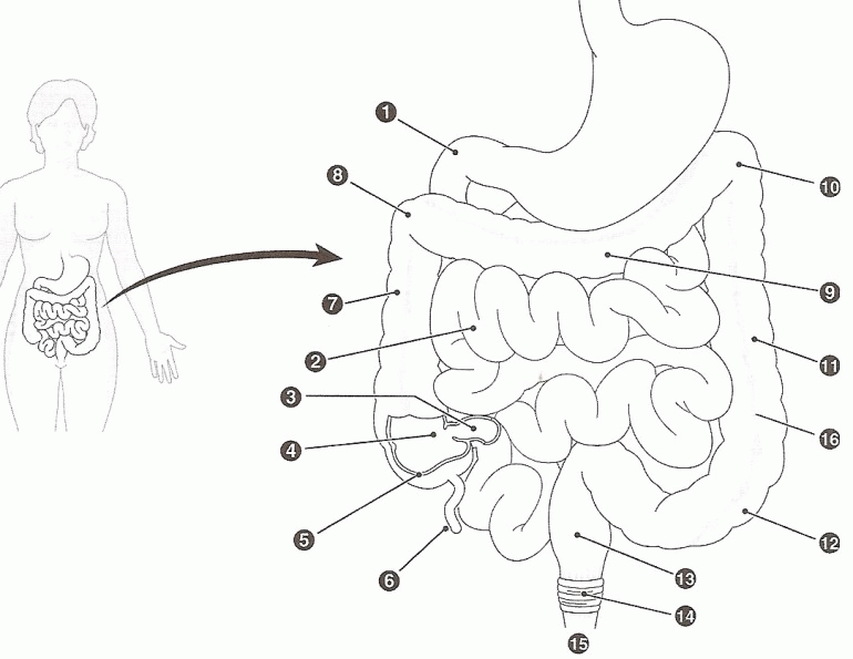 Free coloring pages of digestive system download free coloring pages of digestive system png images free cliparts on clipart library