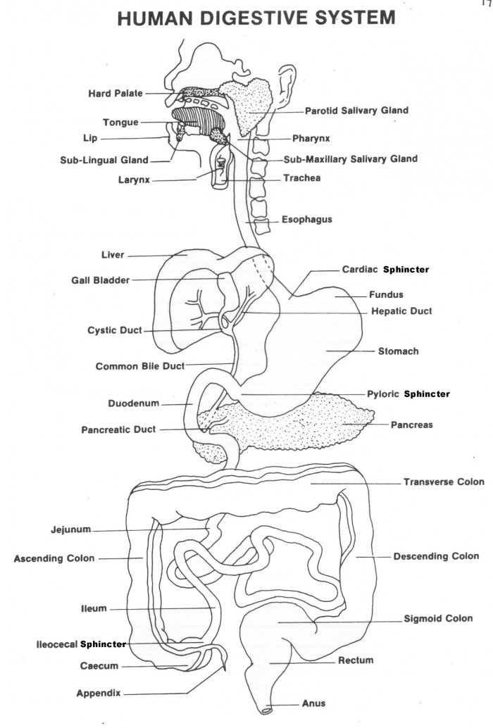 Human digestive system diagram worksheets