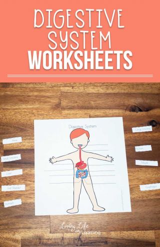Free digestive system worksheets for kids