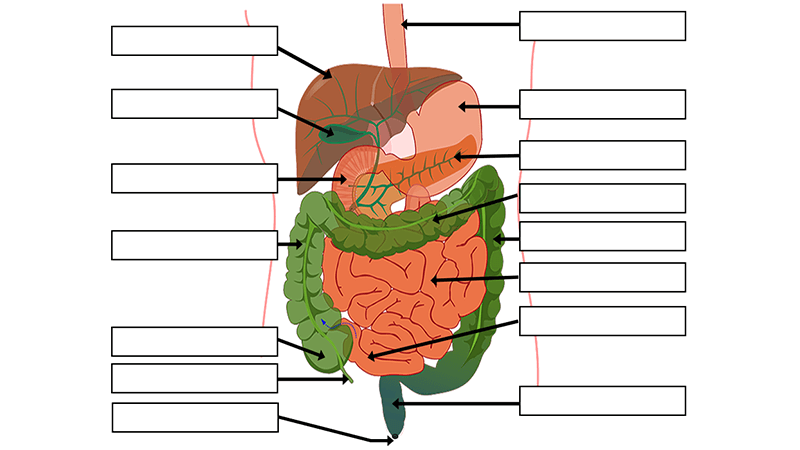Label structures of the digestive system