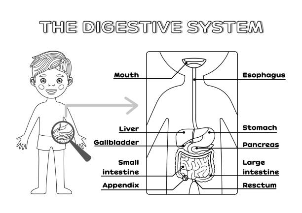 Isolated cartoon boy and digestive system for children with name of the internal organs page from workbook for printing education games for kids flat black white color vector stock illustration stock illustration