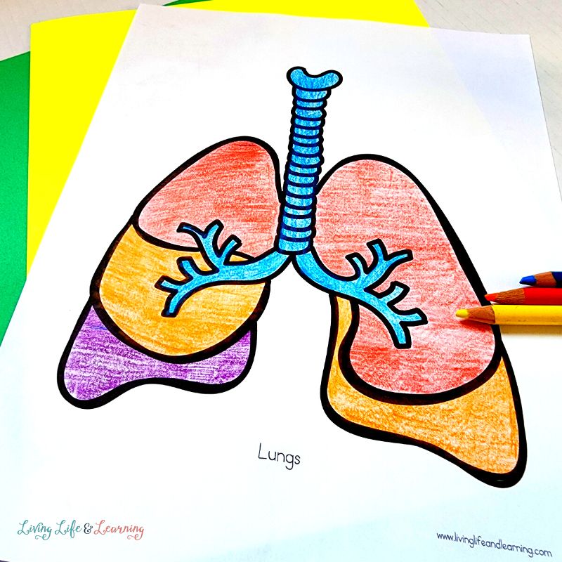 Human body organs printable coloring pages