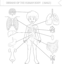 Printable human anatomy with different systems coloring page