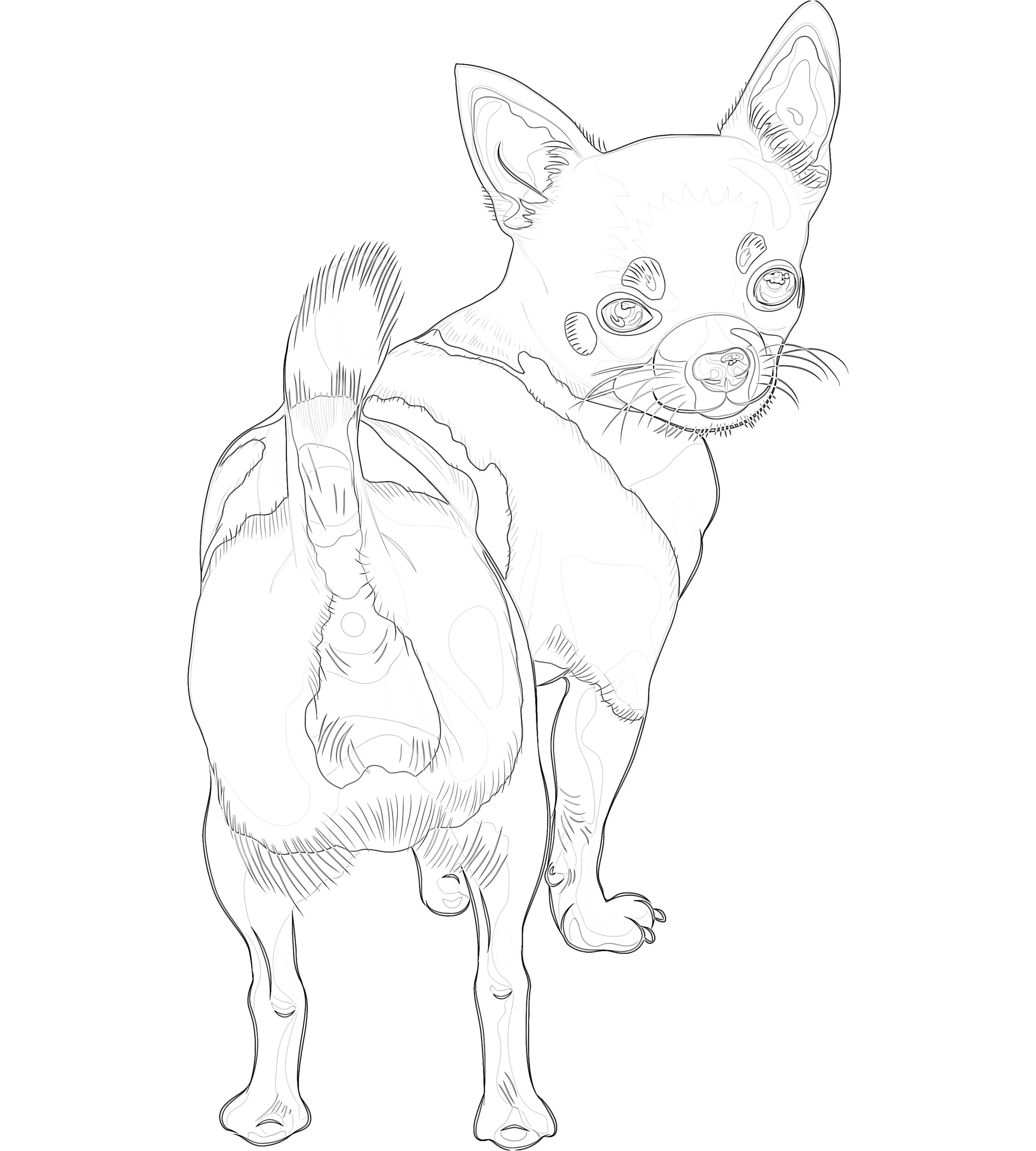 Chihuahua breed smiling coloring page