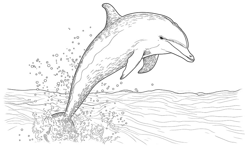Dolphin coloring pages