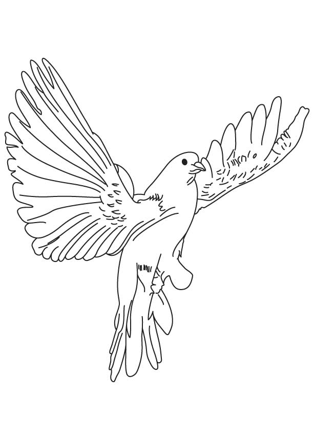 Dove coloring pages