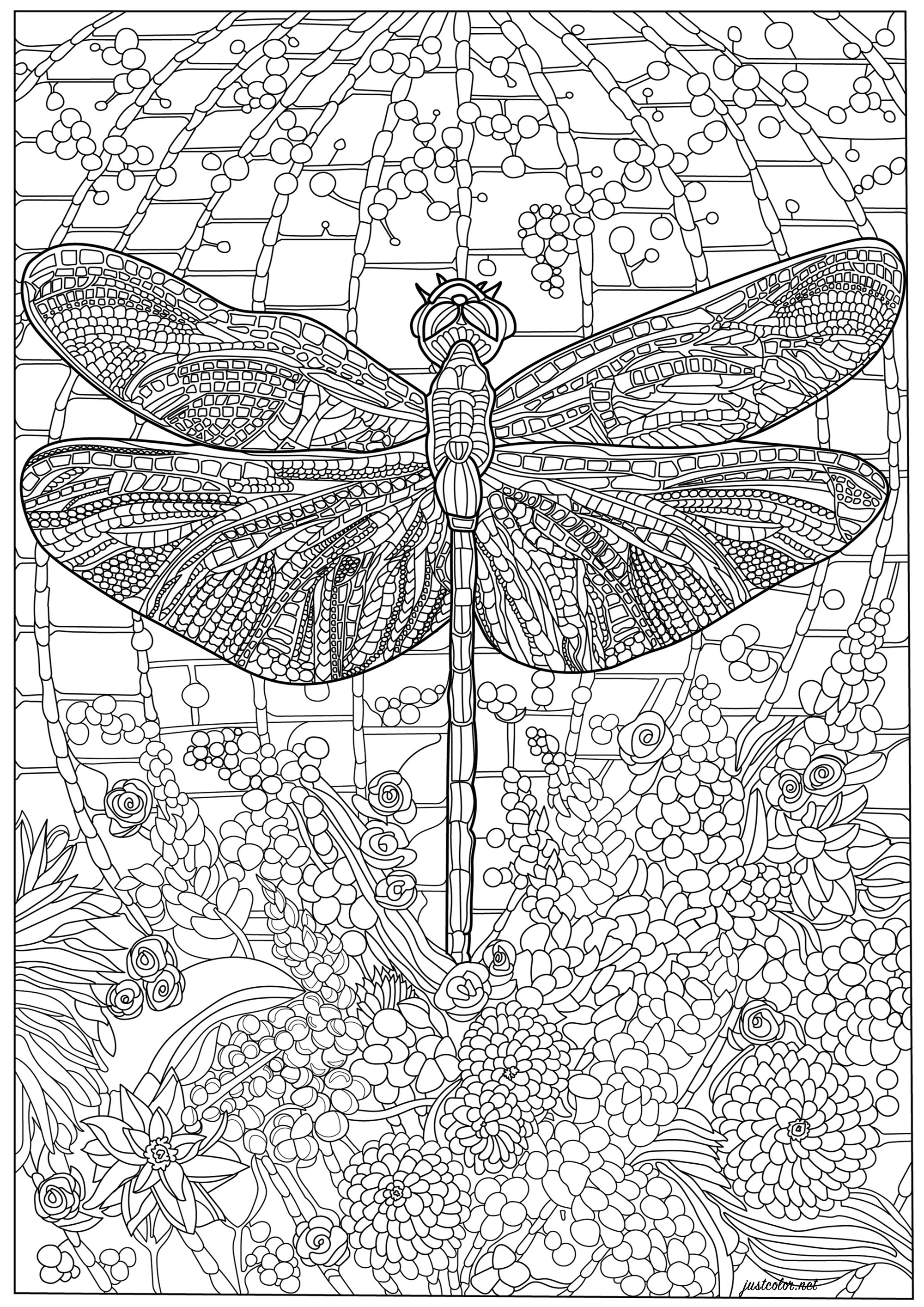 Dragonfly and many intricate details
