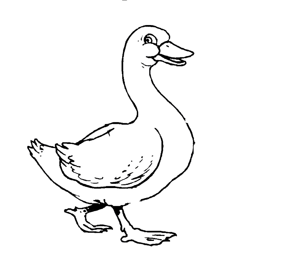 Free printable duck coloring pages for kids