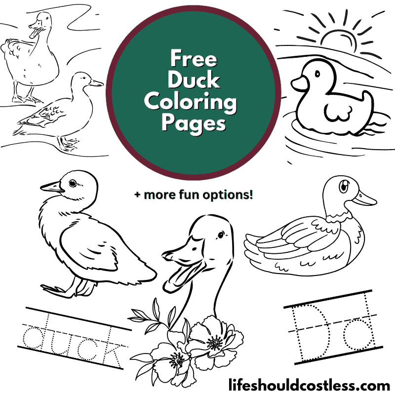 Duck coloring pages free printable pdf templates