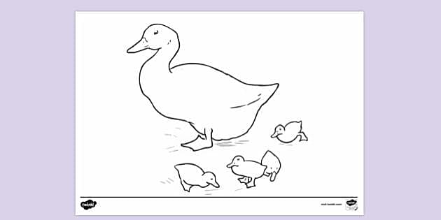 Printable colouring page of ducks