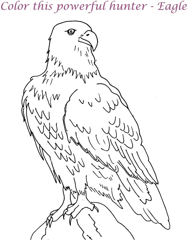 Eagle printable coloring page for kids