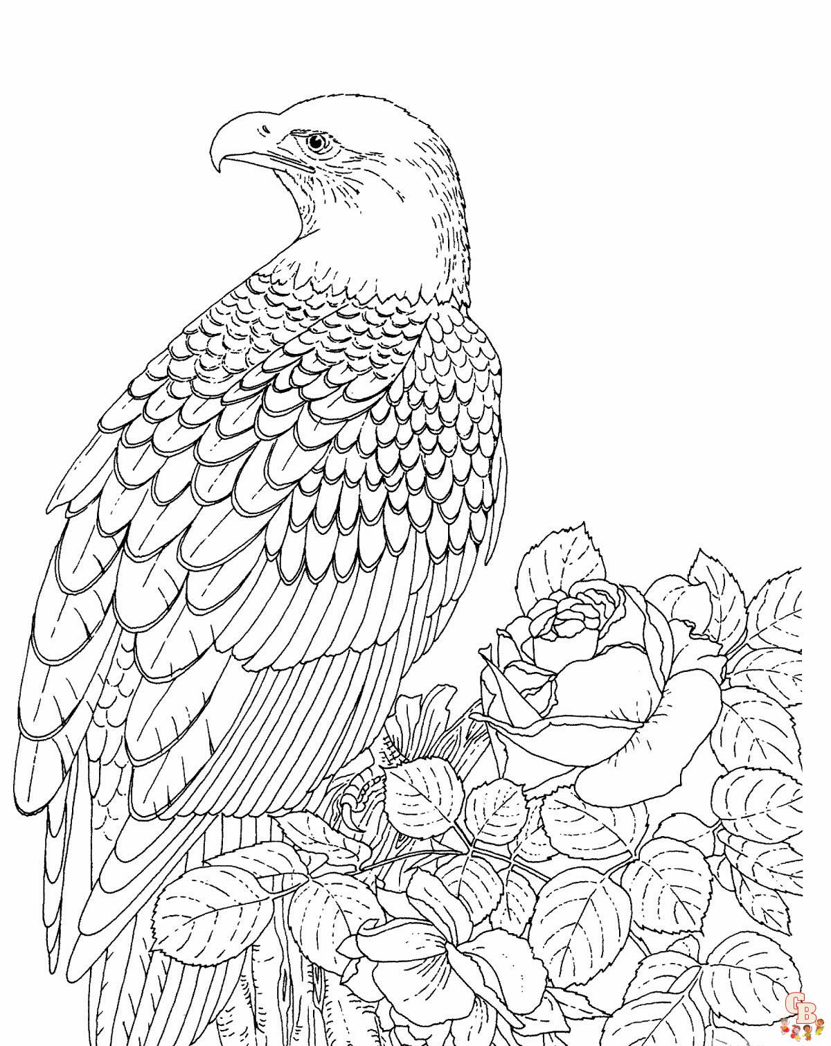 Eagle coloring pages