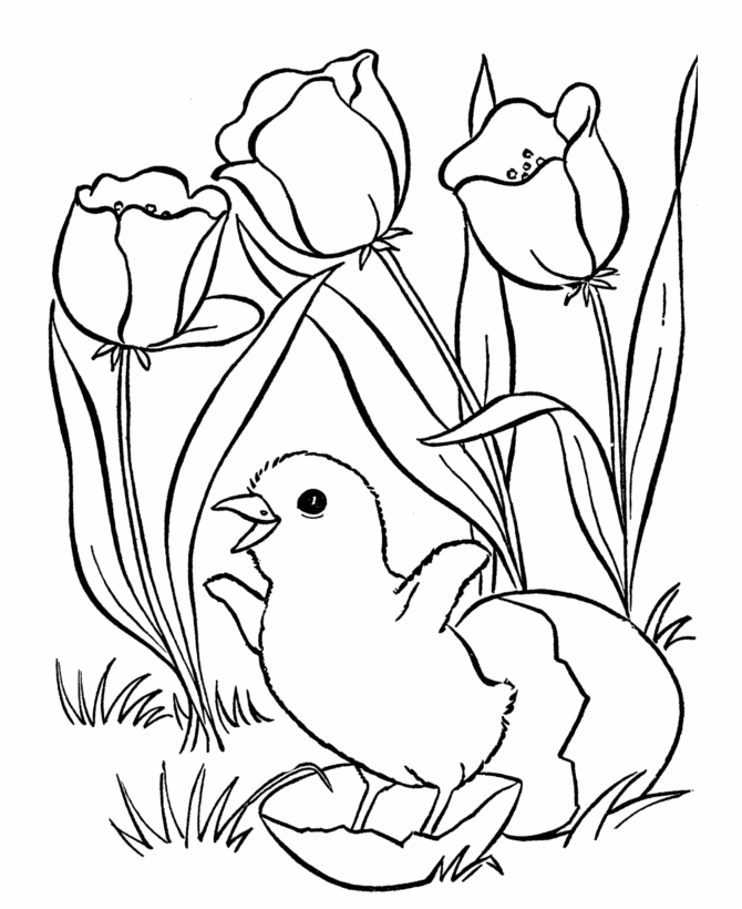 Easter chick coloring pages