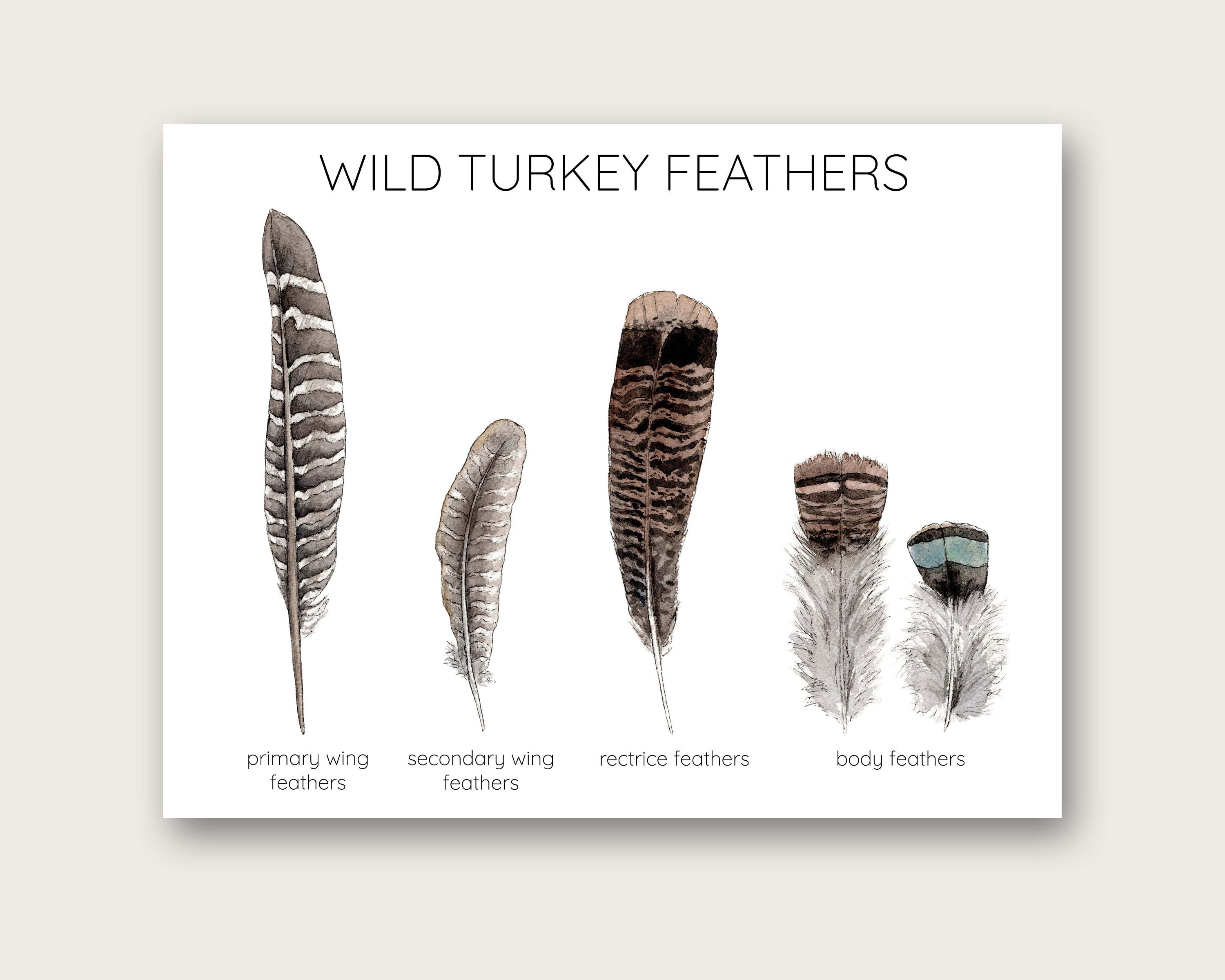 Wild turkey feathers art print