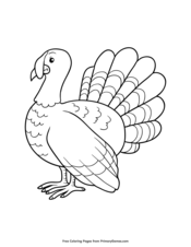 Turkey feathers coloring page â free printable pdf from