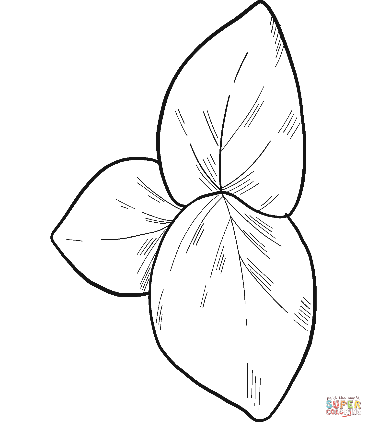 Eucalyptus leaves coloring page free printable coloring pages