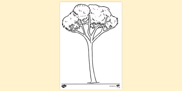 Eucalyptus tree colouring sheet colouring eyfs ks