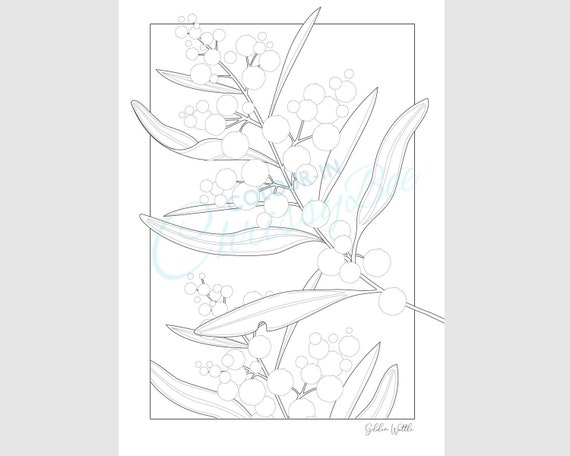 Australian wildflower printable colouring page golden wattle acacia botanical coloring sheet flower digital download a and us letter