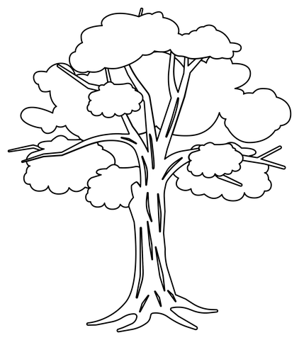 Eucalyptus tree coloring page free printable coloring pages
