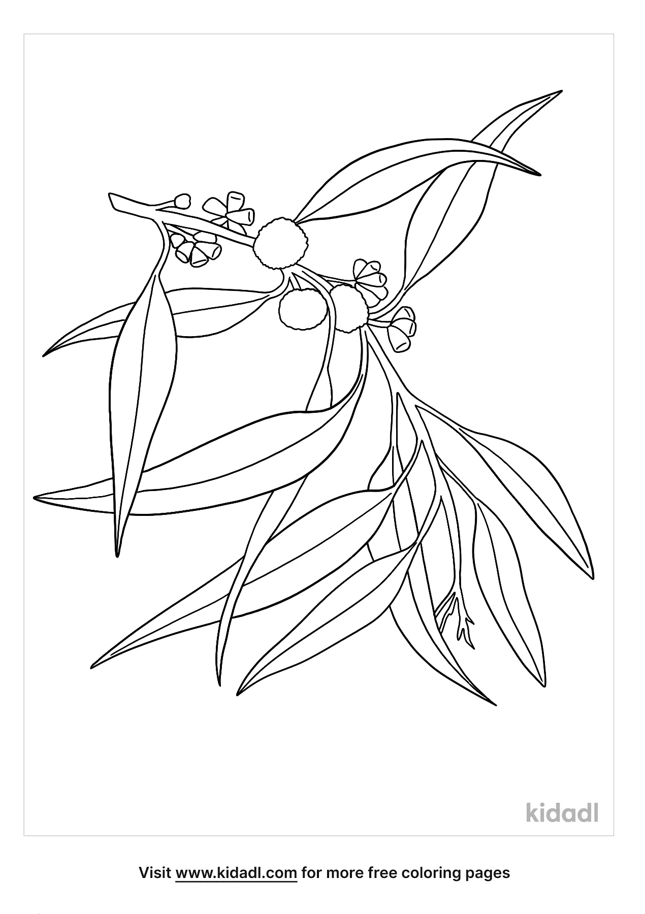 Free eucalyptus coloring page coloring page printables