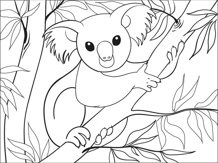 Free printable koala coloring pages pdf