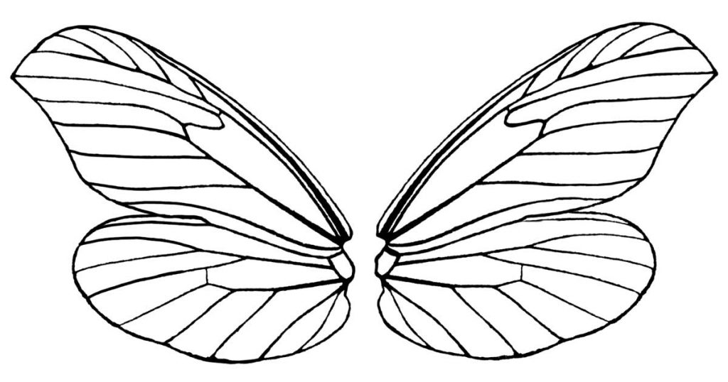 Butterfly wings
