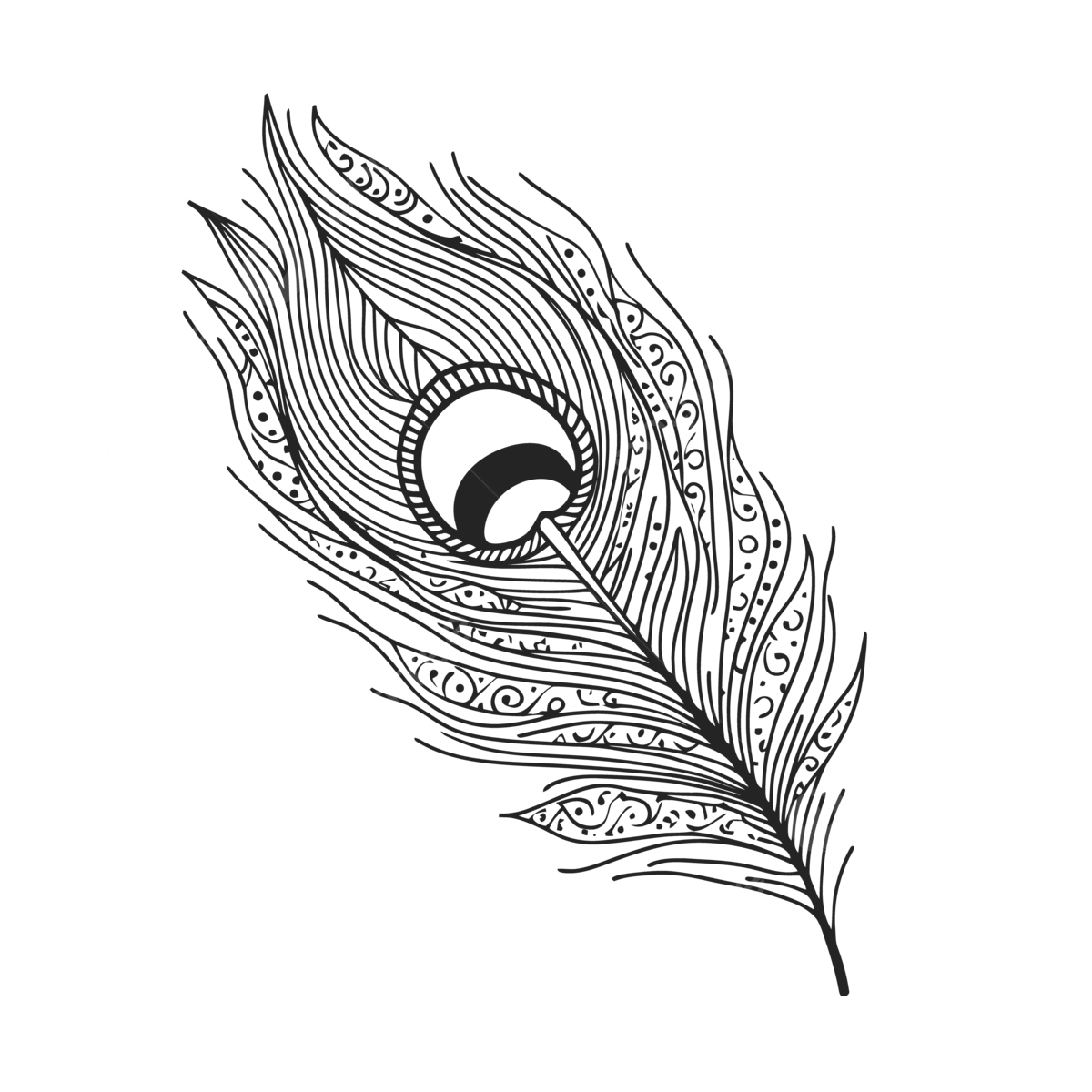 Peacock feather free coloring art printable outline sketch drawing vector wing drawing feather drawing ring drawing png and vector with transparent background for free download