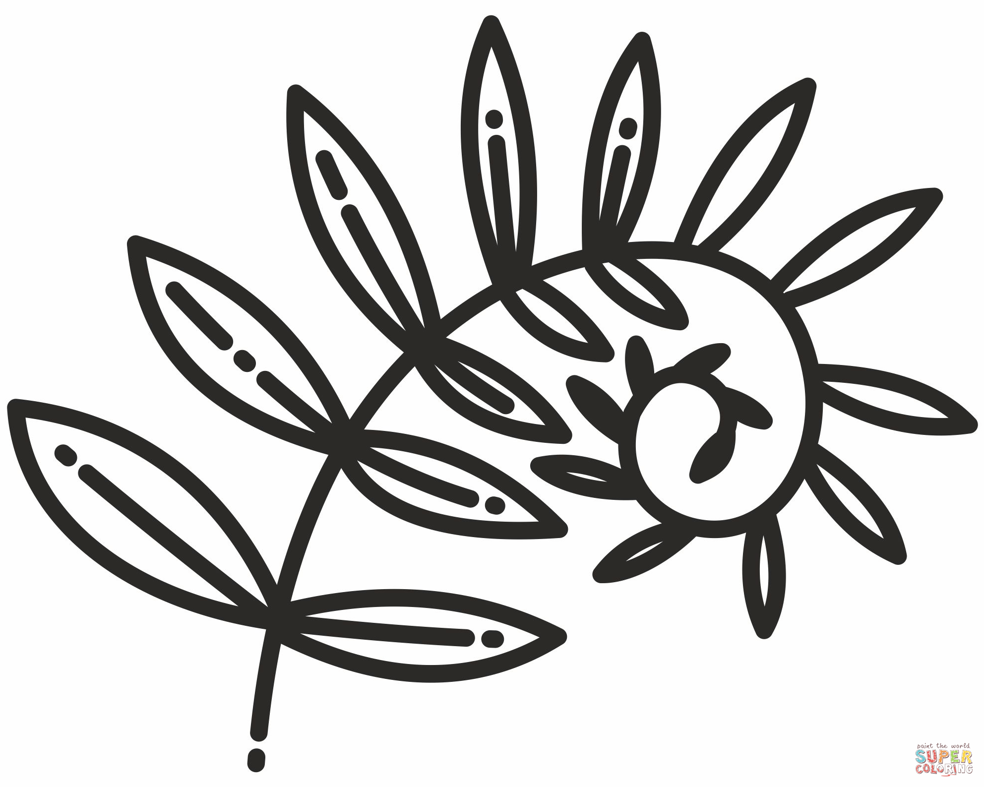 Fern coloring page free printable coloring pages
