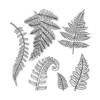 Fern coloring page vectors illustrations for free download