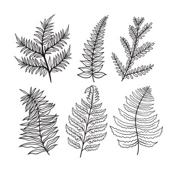 Printable fern coloring page vectors illustrations for free download