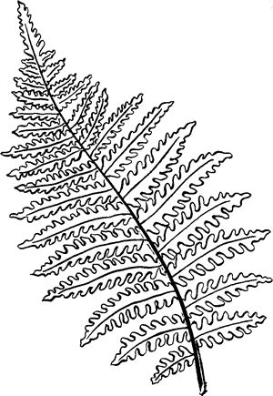 Fern line drawing plant leaves plant drawing ink pen drawings adobe illustrator graphic design
