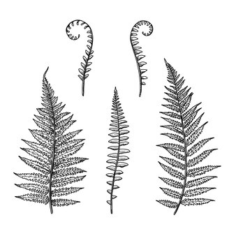 Printable fern coloring page vectors illustrations for free download