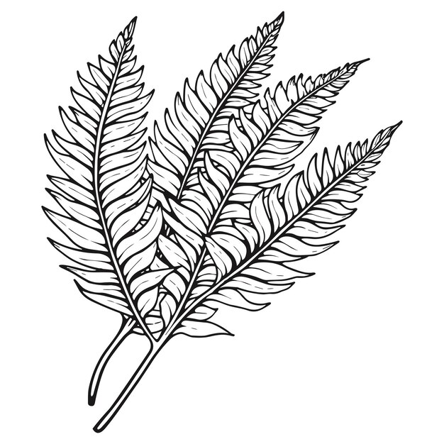 Printable fern coloring page vectors illustrations for free download