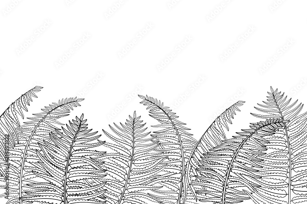 Vector horizontal position of outline fossil forest plant fern with fronds in black isolated on white background drawing of contour fern with ornate leaf for summer design or coloring book vector