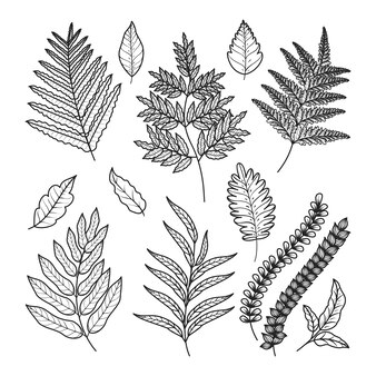 Printable fern coloring page vectors illustrations for free download