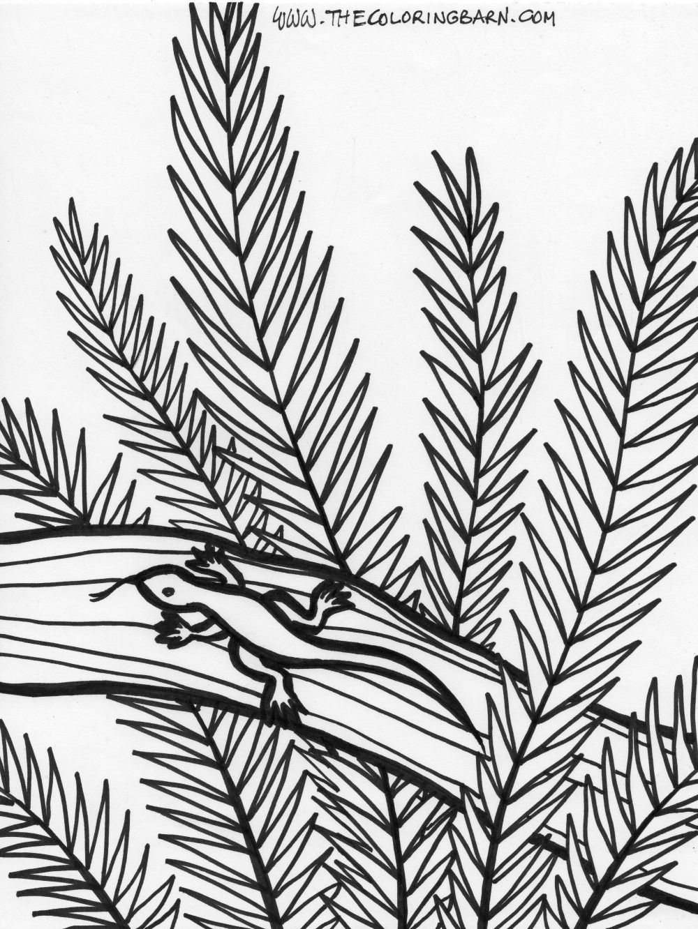 Rainforest coloring pages