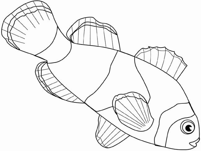 Fish s