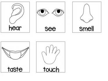 Senses preschool printables senses preschool my five senses color worksheets for preschool