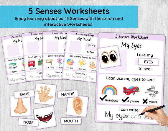 Five senses worksheets for preschool toddler senses activity printable learn senses sorting coloring pages my body parts busy book download now