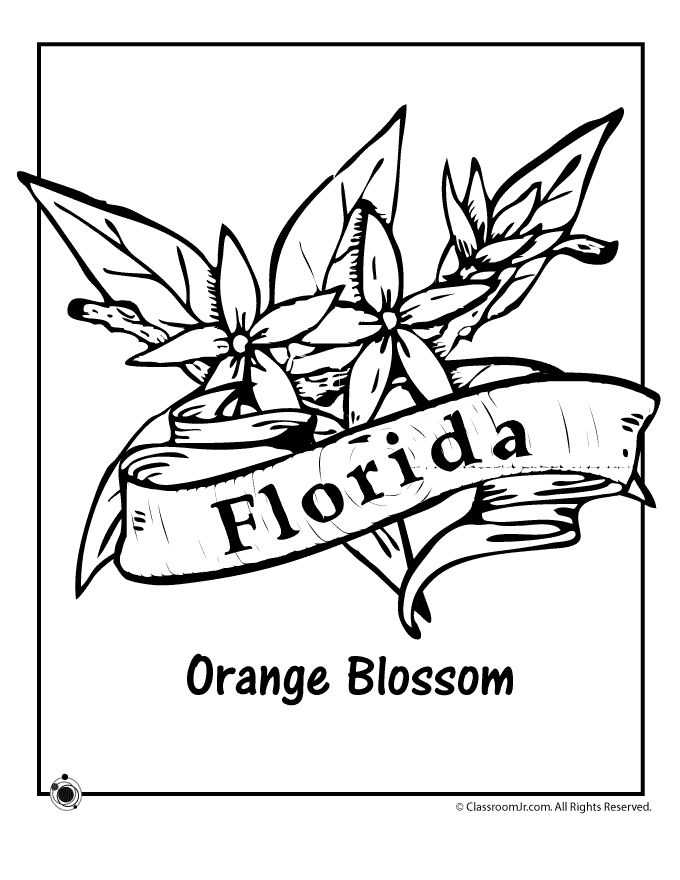 Florida state flower coloring page flower coloring pages flag coloring pages coloring pages