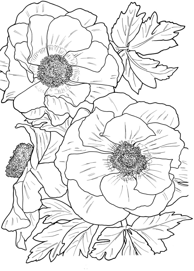 Flower coloring pages for adults