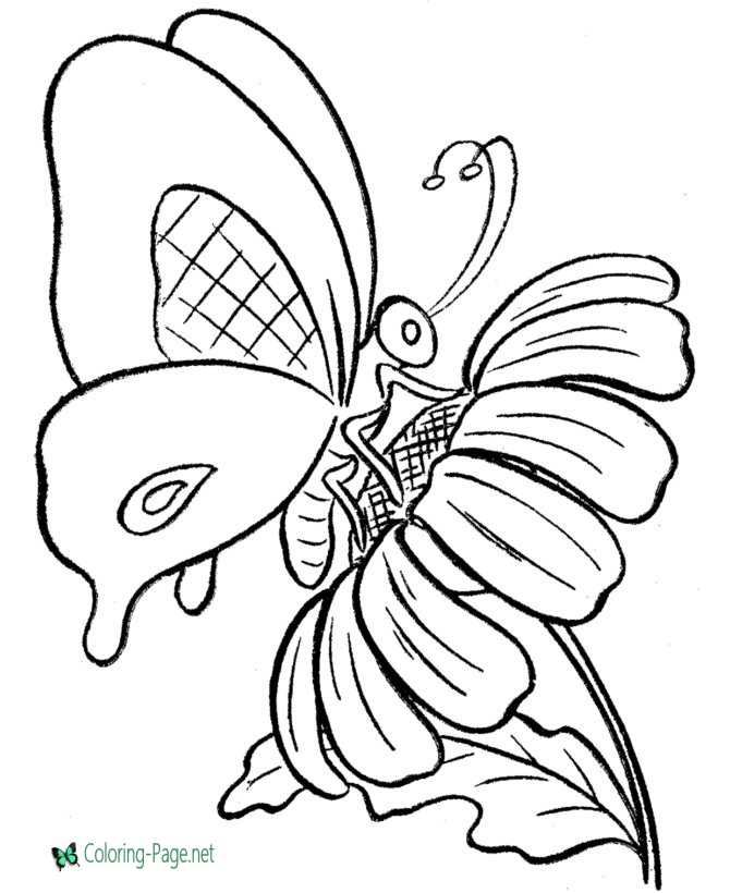 Butterfly coloring pages