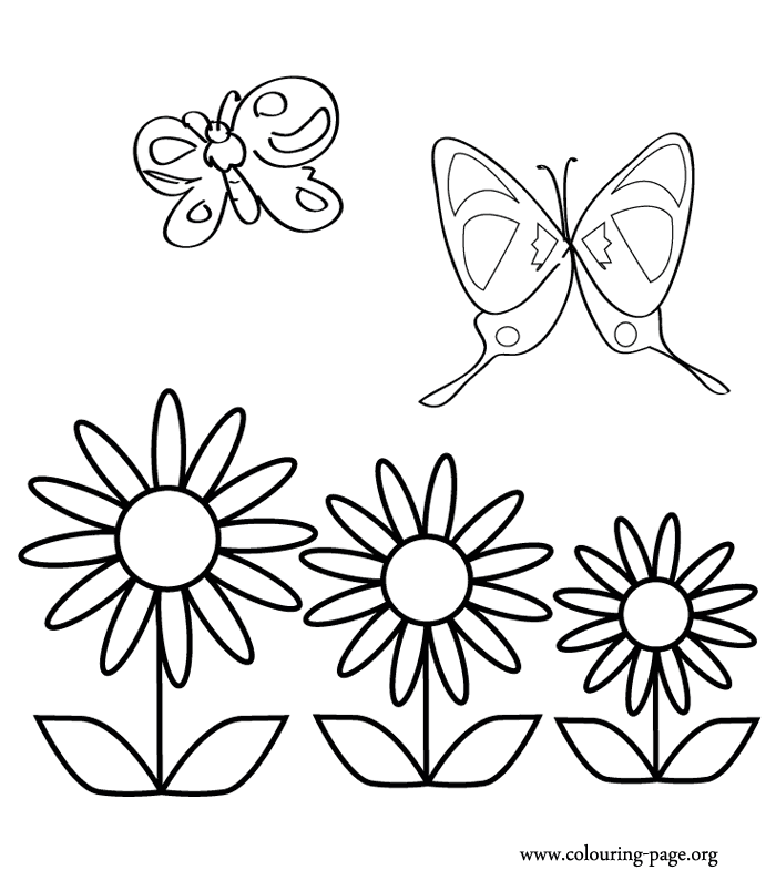 Butterflies