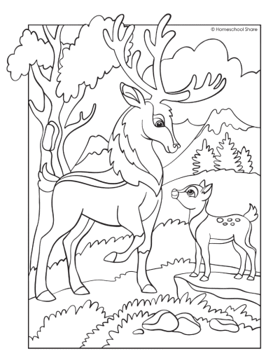 Forest animal coloring pages