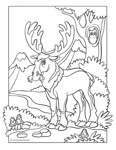 Forest animal coloring pages