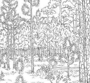 Forest coloring pages printable for free download